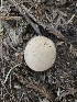 ( - FDS-CA-05156)  @11 [ ] by (2024) Mandy Hackney Fungal Diversity Survey