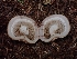  ( - FDS-CA-05156)  @11 [ ] by (2024) Mandy Hackney Fungal Diversity Survey