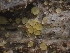  (Orbilia xanthostigma - FDS-CA-05137)  @11 [ ] by (2024) Mandy Hackney Fungal Diversity Survey