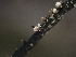  ( - FDS-CA-05138)  @11 [ ] by (2024) Mandy Hackney Fungal Diversity Survey