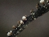  ( - FDS-CA-05138)  @11 [ ] by (2024) Mandy Hackney Fungal Diversity Survey