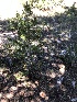  ( - FDS-CA-04758)  @11 [ ] by (2024) Justin Paulin Fungal Diversity Survey