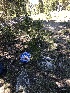  ( - FDS-CA-04759)  @11 [ ] by (2024) Justin Paulin Fungal Diversity Survey