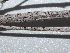  ( - FDS-CA-04752)  @11 [ ] by (2024) Justin Paulin Fungal Diversity Survey