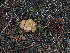  ( - FDS-CA-04758)  @11 [ ] by (2024) Justin Paulin Fungal Diversity Survey