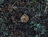  ( - FDS-CA-04759)  @11 [ ] by (2024) Justin Paulin Fungal Diversity Survey