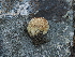  ( - FDS-CA-04759)  @11 [ ] by (2024) Justin Paulin Fungal Diversity Survey