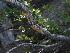 ( - FDS-CA-04768)  @11 [ ] by (2024) Justin Paulin Fungal Diversity Survey