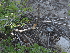  ( - FDS-CA-04768)  @11 [ ] by (2024) Justin Paulin Fungal Diversity Survey