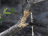  ( - FDS-CA-04768)  @11 [ ] by (2024) Justin Paulin Fungal Diversity Survey
