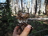  ( - FDS-CA-05910)  @11 [ ] by-nc (2024) Fresno Mycology Society Fungal Diversity Survey