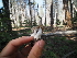  (Entoloma majaloides - FDS-CA-05910)  @11 [ ] by-nc (2024) Fresno Mycology Society Fungal Diversity Survey