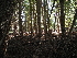  ( - FDS-CA-05915)  @11 [ ] by-nc (2024) Fresno Mycology Society Fungal Diversity Survey