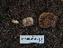  ( - FDS-CA-05915)  @11 [ ] by-nc (2024) Fresno Mycology Society Fungal Diversity Survey