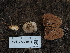 (Gautieria sp. CA05 - FDS-CA-05915)  @11 [ ] by-nc (2024) Fresno Mycology Society Fungal Diversity Survey