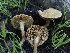 (Inocybe sp. IN122 - FDS-CA-00652)  @11 [ ] by-nc (2024) Taye Bright Fungal Diversity Survey