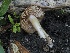  ( - FDS-CA-00654)  @11 [ ] by-nc (2024) Taye Bright Fungal Diversity Survey
