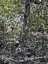  ( - FDS-CA-00657)  @11 [ ] by-nc (2024) Taye Bright Fungal Diversity Survey
