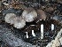  (Coprinopsis uliginicola - FDS-CA-00657)  @11 [ ] by-nc (2024) Taye Bright Fungal Diversity Survey