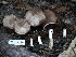  ( - FDS-CA-00657)  @11 [ ] by-nc (2024) Taye Bright Fungal Diversity Survey
