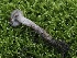  ( - FDS-CA-05490)  @11 [ ] by-nc (2024) Taye Bright Fungal Diversity Survey