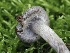  (Cortinarius sp. CA59 - FDS-CA-05490)  @11 [ ] by-nc (2024) Taye Bright Fungal Diversity Survey