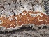  ( - FDS-CA-05034)  @11 [ ] by-nc (2024) Taye Bright Fungal Diversity Survey