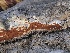  ( - FDS-CA-05034)  @11 [ ] by-nc (2024) Taye Bright Fungal Diversity Survey