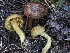  ( - FDS-CA-05041)  @11 [ ] by-nc (2024) Taye Bright Fungal Diversity Survey