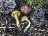  ( - FDS-CA-05041)  @11 [ ] by-nc (2024) Taye Bright Fungal Diversity Survey