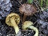  (Cortinarius sect. Dermocybe - FDS-CA-05041)  @11 [ ] by-nc (2024) Taye Bright Fungal Diversity Survey