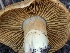  ( - FDS-CA-05042)  @11 [ ] by-nc (2024) Taye Bright Fungal Diversity Survey