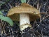  ( - FDS-CA-05042)  @11 [ ] by-nc (2024) Taye Bright Fungal Diversity Survey