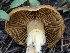  ( - FDS-CA-05042)  @11 [ ] by-nc (2024) Taye Bright Fungal Diversity Survey