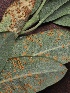 ( - FDS-CA-05039)  @11 [ ] by-nc (2024) Taye Bright Fungal Diversity Survey