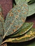  (Chrysomyxa - FDS-CA-05039)  @11 [ ] by-nc (2024) Taye Bright Fungal Diversity Survey