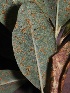  ( - FDS-CA-05039)  @11 [ ] by-nc (2024) Taye Bright Fungal Diversity Survey