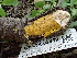  ( - FDS-CA-02489)  @11 [ ] by-nc (2024) Jaren Hockert Fungal Diversity Survey