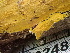  ( - FDS-CA-02489)  @11 [ ] by-nc (2024) Jaren Hockert Fungal Diversity Survey