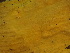  ( - FDS-CA-02489)  @11 [ ] by-nc (2024) Jaren Hockert Fungal Diversity Survey