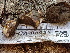  (Geastrum fuscogleba - FDS-CA-02421)  @11 [ ] by-nc (2024) Jaren Hockert Fungal Diversity Survey