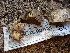  ( - FDS-CA-02421)  @11 [ ] by-nc (2024) Jaren Hockert Fungal Diversity Survey