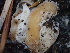  ( - FDS-CA-02482)  @11 [ ] by-nc (2024) Jaren Hockert Fungal Diversity Survey