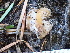  ( - FDS-CA-02482)  @11 [ ] by-nc (2024) Jaren Hockert Fungal Diversity Survey