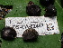  ( - FDS-CA-02487)  @11 [ ] by-nc (2024) Jaren Hockert Fungal Diversity Survey