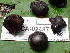  ( - FDS-CA-02487)  @11 [ ] by-nc (2024) Jaren Hockert Fungal Diversity Survey
