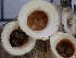  ( - FDS-CA-02417)  @11 [ ] by-nc (2024) Jaren Hockert Fungal Diversity Survey