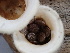  ( - FDS-CA-02417)  @11 [ ] by-nc (2024) Jaren Hockert Fungal Diversity Survey