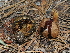  ( - FDS-CA-04771)  @11 [ ] by (2024) Justin Paulin Fungal Diversity Survey