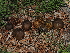  (Cortinarius sp. croceus x thiersii - FDS-CA-04771)  @11 [ ] by (2024) Justin Paulin Fungal Diversity Survey